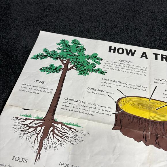 How A Tree Grows Poster Vintage 1955 US Forest Service - Mid Century Ephemera - Picture 2 of 8